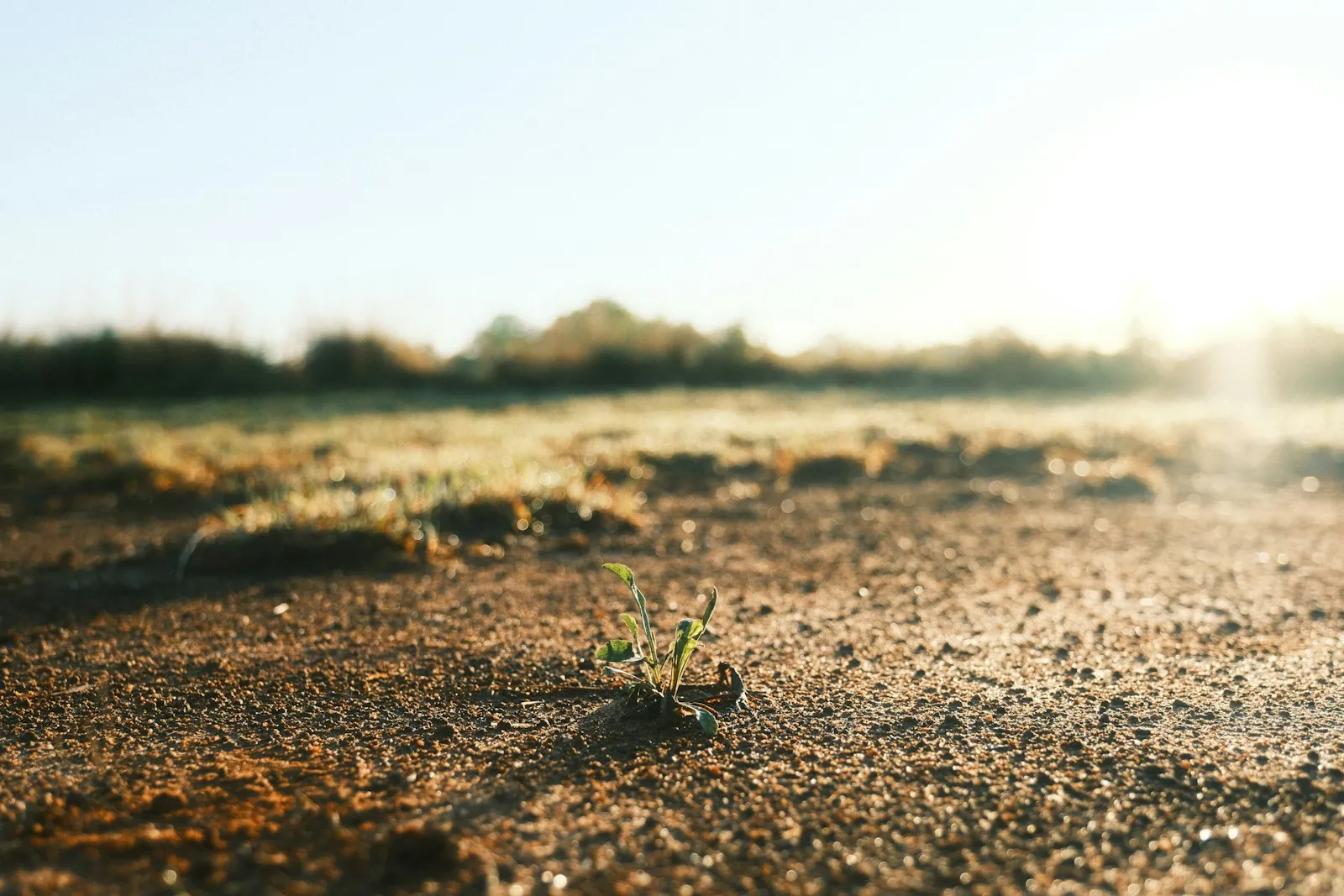 A small plant growing in open ground
