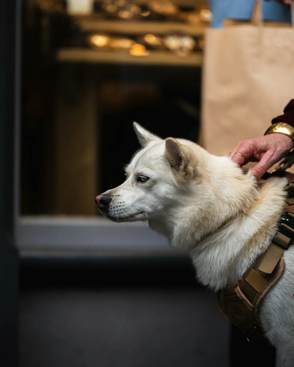 Therapy dog services at The Trinity in Fort Worth Texas, animal-assisted support for anxiety, trauma, and children in therapy.