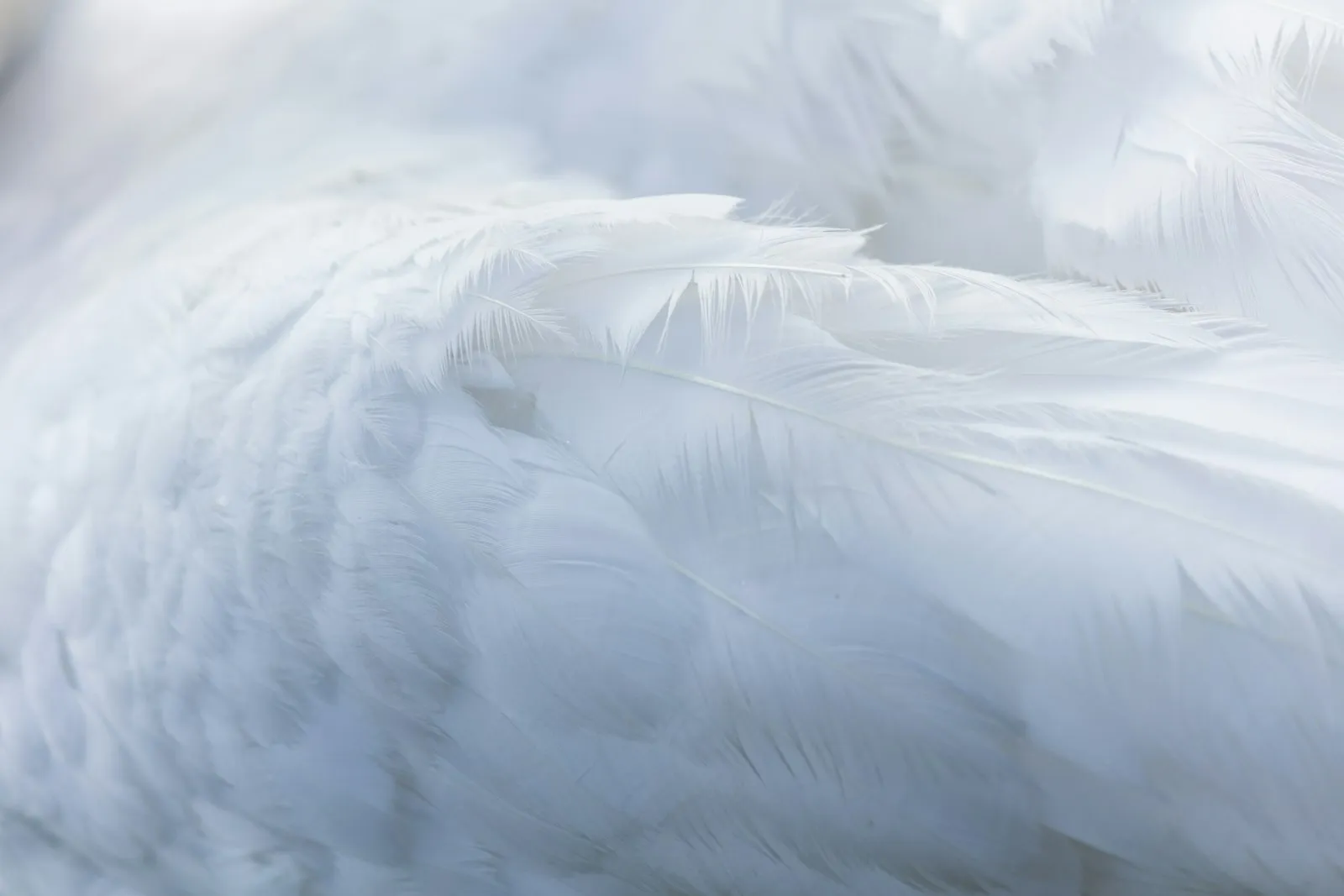 A single feather in soft light