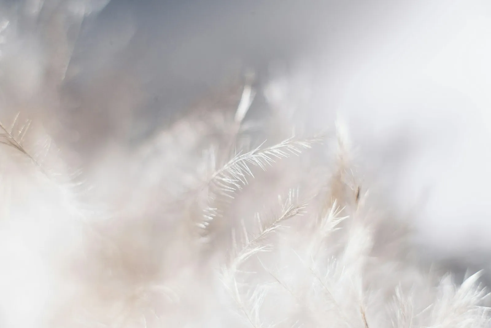 A single feather on a neutral ground, stillness at The Trinity