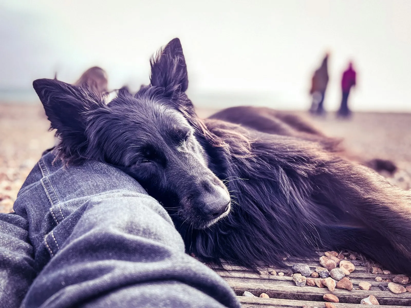 A calm dog resting against a person's leg during a quiet moment